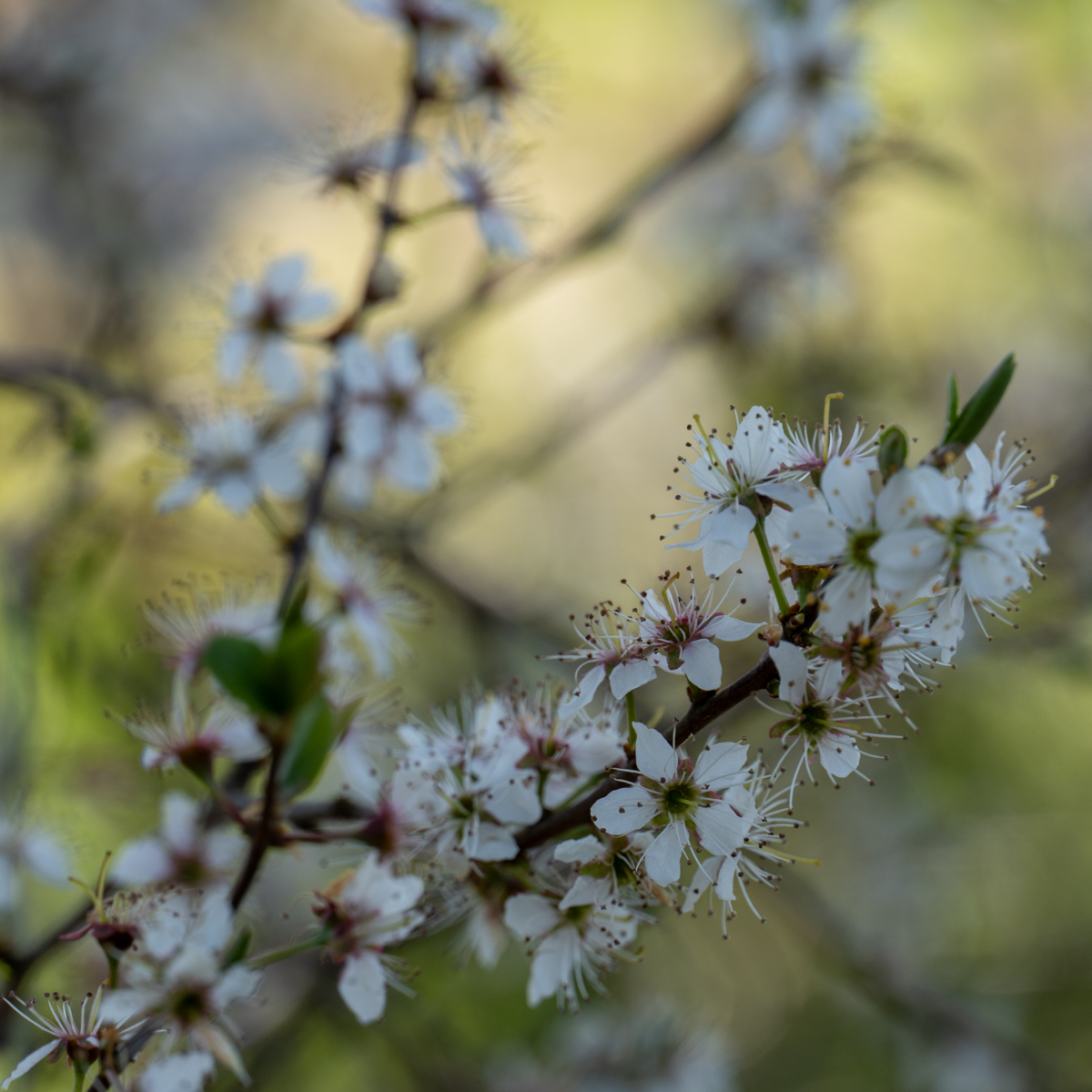 Photography by Chris Allington